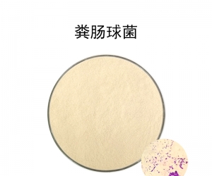 粪肠球菌
